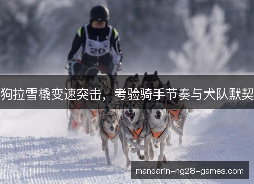 狗拉雪橇变速突击，考验骑手节奏与犬队默契